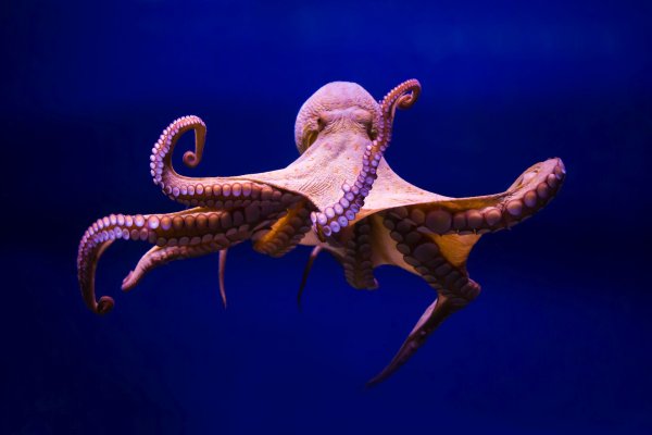 Как найти kraken