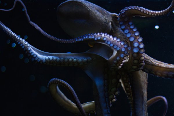 Kraken официальный сайт ссылка через tor