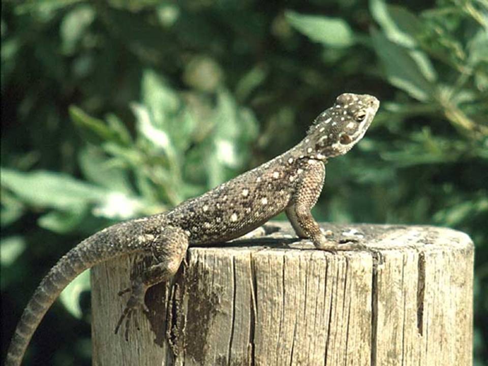 Кракен марихуана